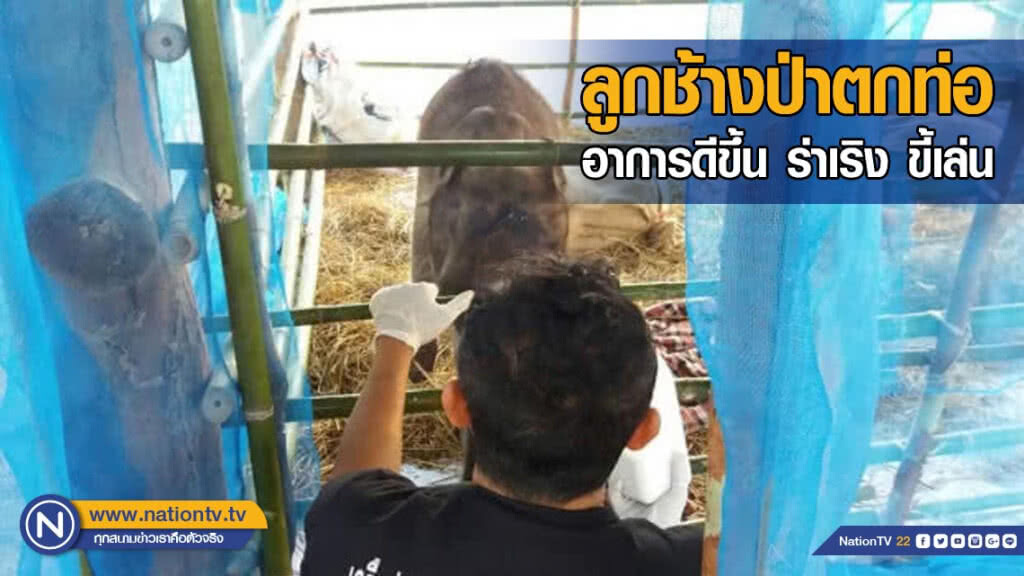 อนุบาลลูกช้างป่าตกท่อ​ จนท.เผยอาการดีขึ้น​ ร่าเริง​ ขี้เล่น