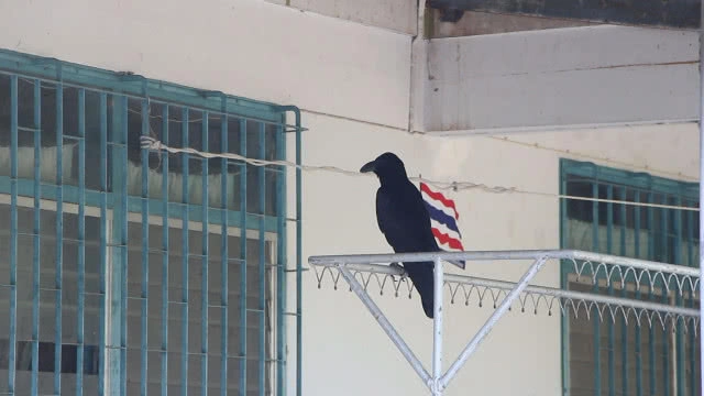 อีกาพูดภาษาอิสลามไล่จิกเจ้าของบ้าน