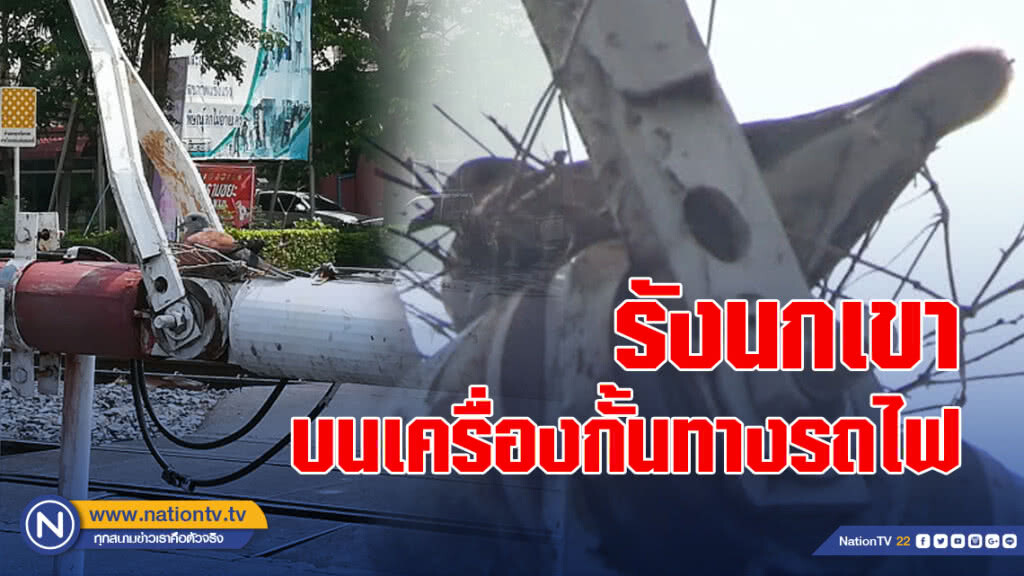 อะเมซิ่ง รังนกเขาบนเครื่องกั้นทางรถไฟ ขึ้นๆลงๆทั้งวัน