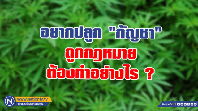 อยากปลูก "กัญชา" ถูกกฎหมาย ต้องทำอย่างไร ?