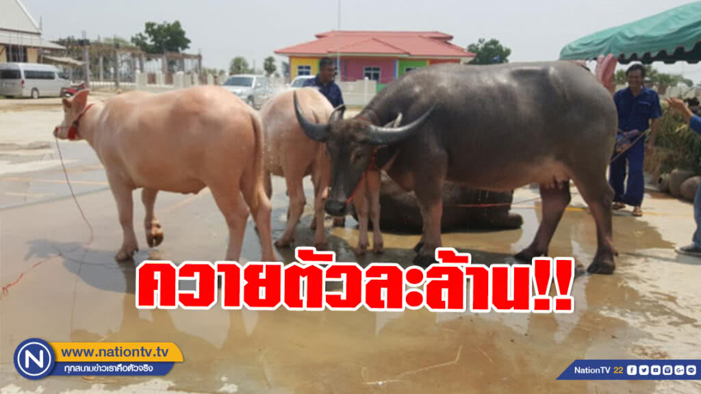 ฮือฮา! ควายตัวละล้าน ร่วมสืบสานสงกรานต์วิถีไทยพิจิตร