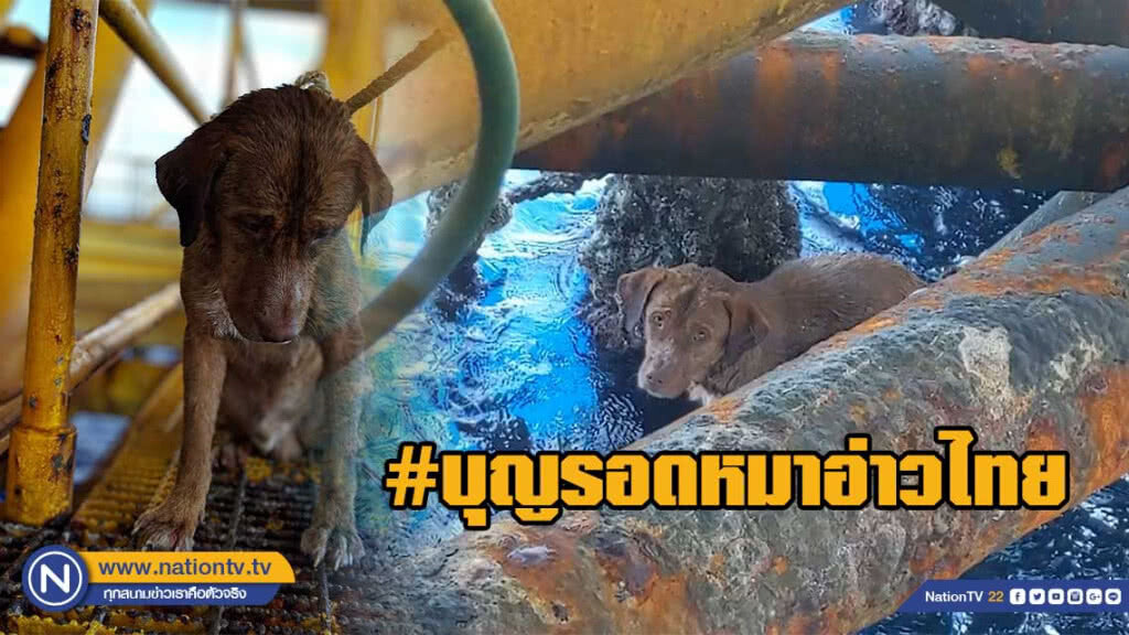 #บุญรอดหมาอ่าวไทย ว่ายเกาะแท่นขุด ปาฏิหาริย์!! #บุญรอดหมาอ่าวไทย ว่ายเกาะแท่นขุด ปาฏิหาริย์!!