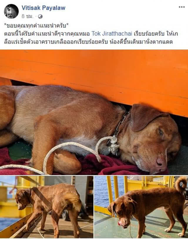 #บุญรอดหมาอ่าวไทย ว่ายเกาะแท่นขุด ปาฏิหาริย์!!
