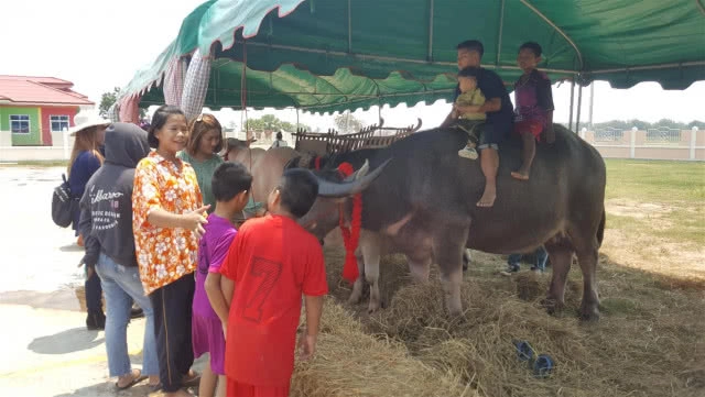 ฮือฮา! ควายตัวละล้าน ร่วมสืบสานสงกรานต์วิถีไทยพิจิตร