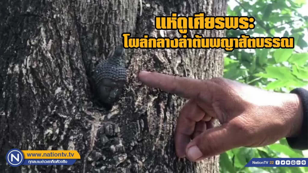 นักเสี่ยงโชค แห่ดูเศียรพระ โผล่กลางลำต้นพญาสัตบรรณ