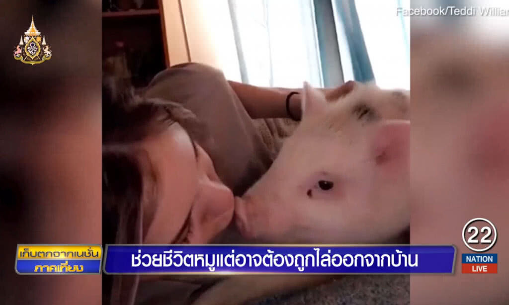 ช่วยชีวิตลูกหมู แต่อาจต้องถูกไล่ออกจากบ้าน