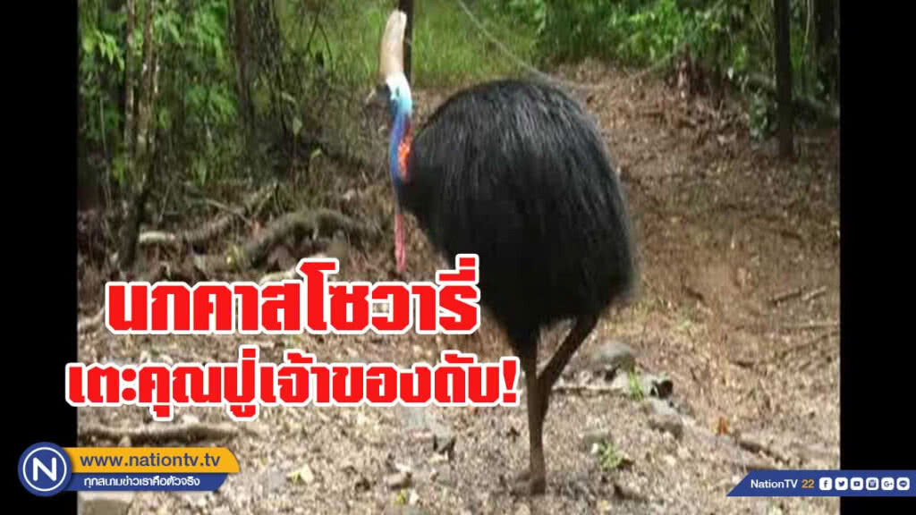 นกยักษ์ออสซี่เตะคุณปู่ผู้เป็นเจ้าของดับ นกยักษ์ออสซี่เตะคุณปู่ผู้เป็นเจ้าของดับ
