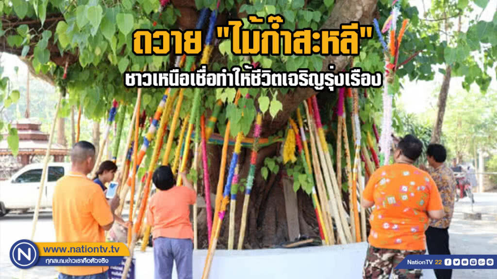 ถวาย "ไม้ก๊ำสะหลี" ชาวเหนือเชื่อทำให้ชีวิตเจริญรุ่งเรือง ถวาย "ไม้ก๊ำสะหลี" ชาวเหนือเชื่อทำให้ชีวิตเจริญรุ่งเรือง