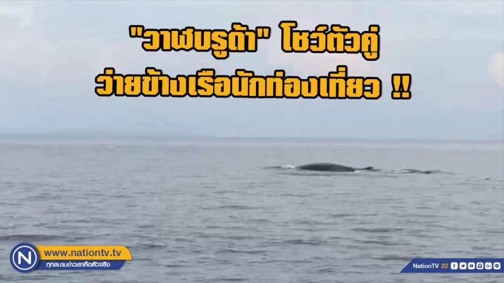 ตื่นตา!!! "วาฬบรูด้า" โชว์ตัวคู่ ว่ายข้างเรือนักท่องเที่ยว !!