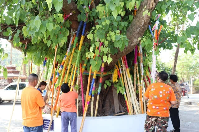 ถวาย "ไม้ก๊ำสะหลี" ชาวเหนือเชื่อ​ทำให้ชีวิตเจริญรุ่งเรือง