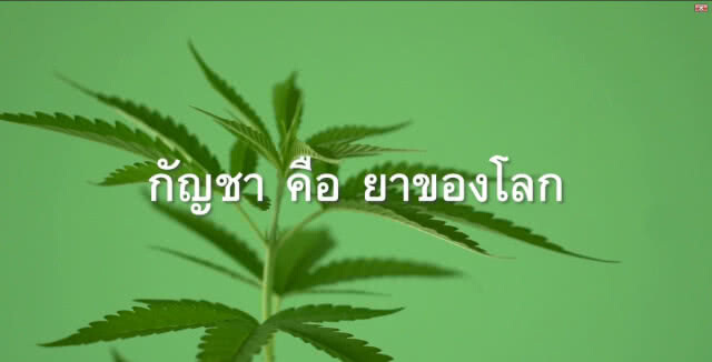 "เนวิน" ชู "กัญชา" โอกาสใหม่ อุตสาหกรรมอาหาร – เครื่องดื่ม
