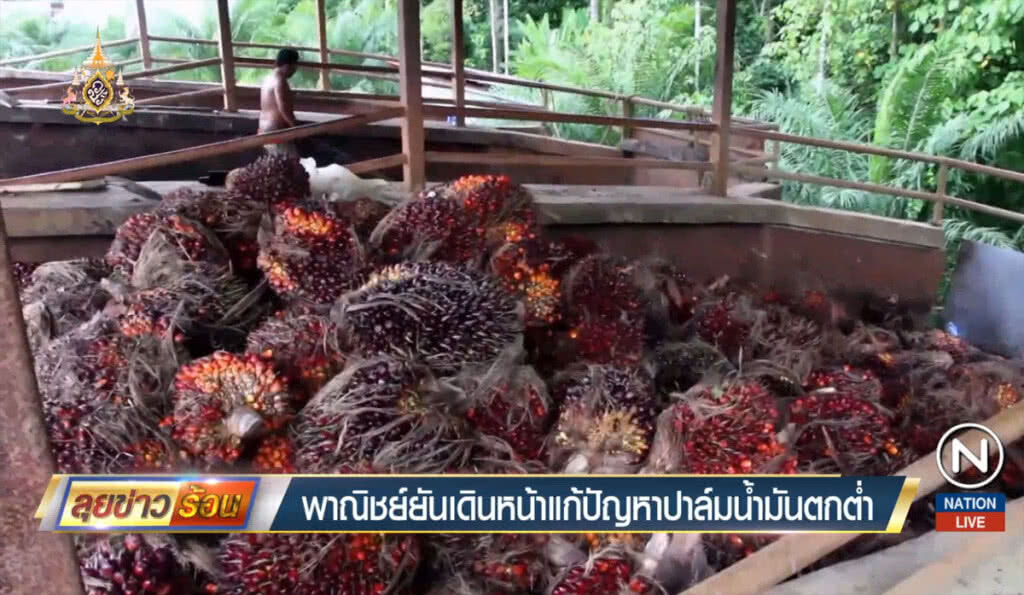 พาณิชย์ยันเดินหน้าแก้ปัญหาปาล์มน้ำมันตกต่ำ