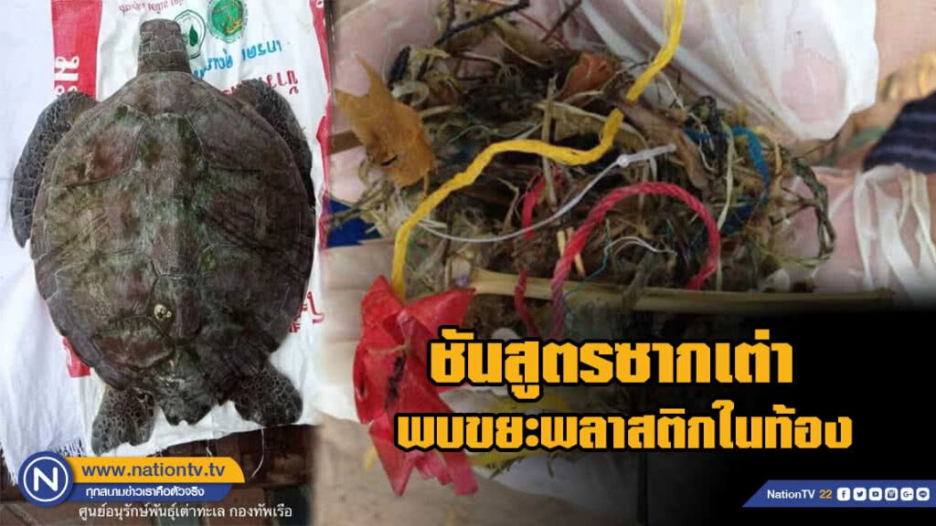 กองทัพเรือพบเต่าทะเลกินพลาสติก เกยตื้นตายบนฝั่งต่อเนื่อง