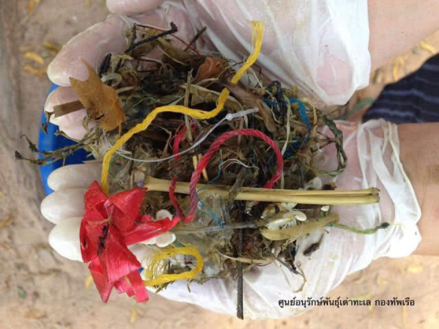 กองทัพเรือพบเต่าทะเลกินพลาสติก เกยตื้นตายบนฝั่งต่อเนื่อง