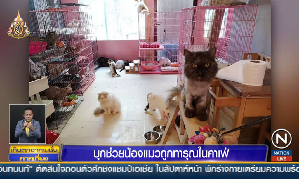 บุกช่วยน้องแมว ถูกทารุณในคาเฟ่แมวร้าง
