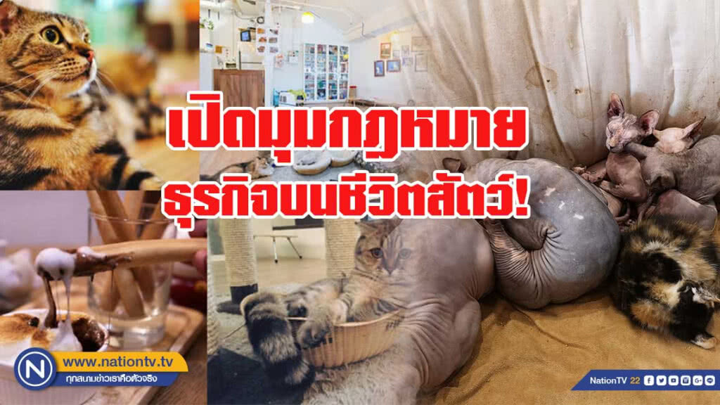 เปิดมุมมองกฎหมาย "คาเฟ่แมว" ธุรกิจบนชีวิตสัตว์! เปิดมุมมองกฎหมาย "คาเฟ่แมว" ธุรกิจบนชีวิตสัตว์!