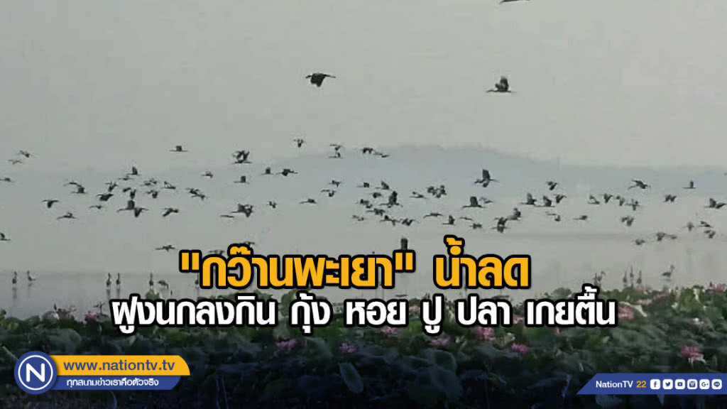 "กว๊านพะเยา" น้ำลด ฝูงนกลงกิน กุ้ง หอย ปู ปลา เกยตื้น