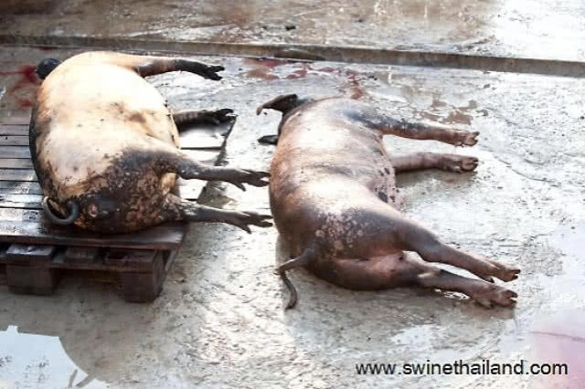 "เศษอาหาร" กินเสร็จอย่าทิ้งเรี่ยราด! แหล่งแพร่ระบาด "ไวรัสอหิวาต์สุกร"