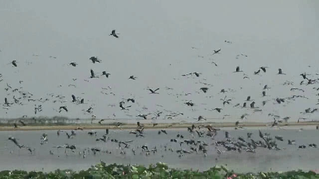 "กว๊านพะเยา" น้ำลด ฝูงนกลงกิน กุ้ง หอย ปู ปลา เกยตื้น