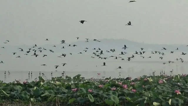 "กว๊านพะเยา" น้ำลด ฝูงนกลงกิน กุ้ง หอย ปู ปลา เกยตื้น