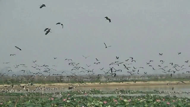 "กว๊านพะเยา" น้ำลด ฝูงนกลงกิน กุ้ง หอย ปู ปลา เกยตื้น