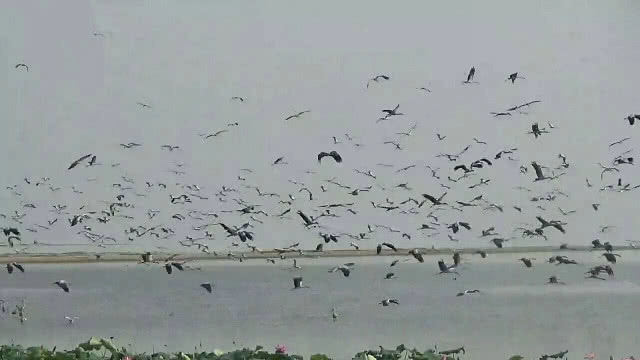 "กว๊านพะเยา" น้ำลด ฝูงนกลงกิน กุ้ง หอย ปู ปลา เกยตื้น