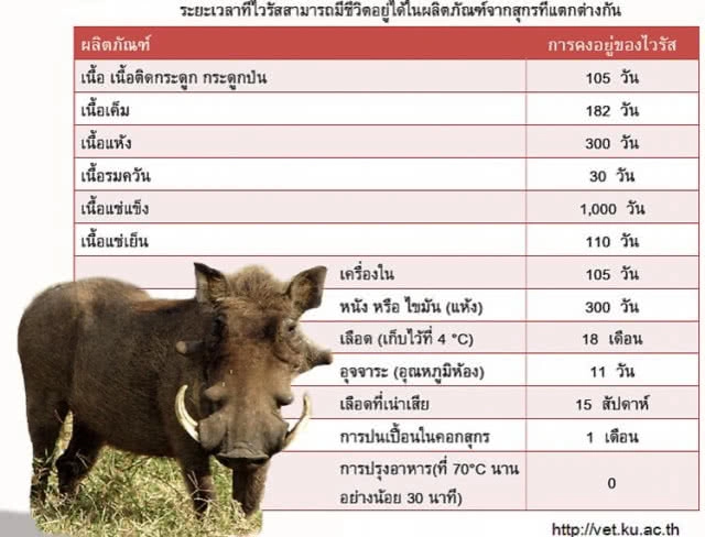 "เศษอาหาร" กินเสร็จอย่าทิ้งเรี่ยราด! แหล่งแพร่ระบาด "ไวรัสอหิวาต์สุกร"