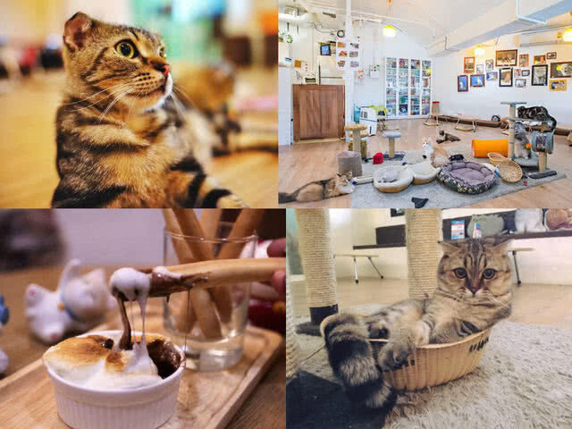 เปิดมุมมองกฎหมาย "คาเฟ่แมว" ธุรกิจบนชีวิตสัตว์!