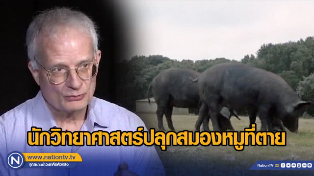 นักวิทยาศาสตร์ปลุกสมองหมูที่ตาย นักวิทยาศาสตร์ปลุกสมองหมูที่ตาย