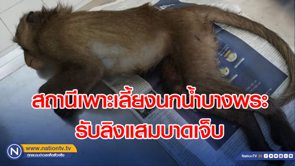 สถานีเพาะเลี้ยงนกน้ำบางพระ รับลิงแสมบาดเจ็บ และนางอายพลัดหลงมาดูแล สถานีเพาะเลี้ยงนกน้ำบางพระ รับลิงแสมบาดเจ็บ และนางอายพลัดหลงมาดูแล