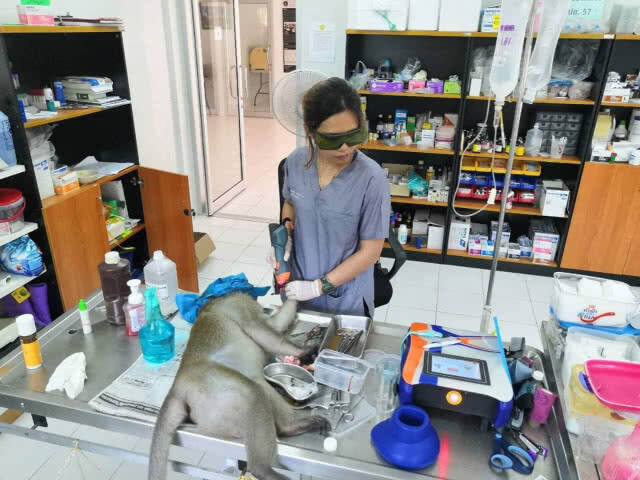สถานีเพาะเลี้ยงนกน้ำบางพระ รับลิงแสมบาดเจ็บ และนางอายพลัดหลงมาดูแล