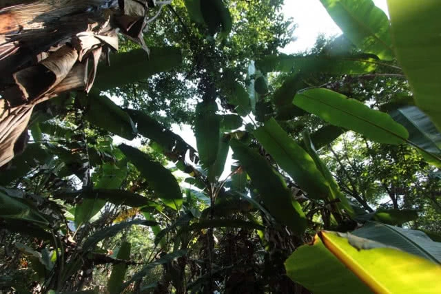 เร่งสำรวจ "ดอยหลวงเชียงดาว" หลังไฟป่า เชื่อฟื้นกลับคืนในฤดูฝน