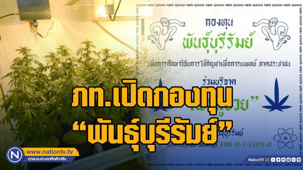 ภท.เปิดกองทุน "พันธุ์บุรีรัมย์" ช่วยผู้ป่วย ดันกัญชาเสรีให้สำเร็จ