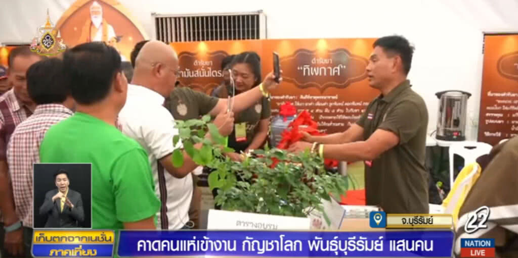 คาดคนนับแสน ร่วมงานกัญชา "พันธุ์บุรีรัมย์"