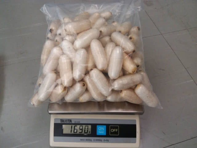 ศุลกากรจับชาวแอฟริกาลักลอบนำเข้าโคเคน