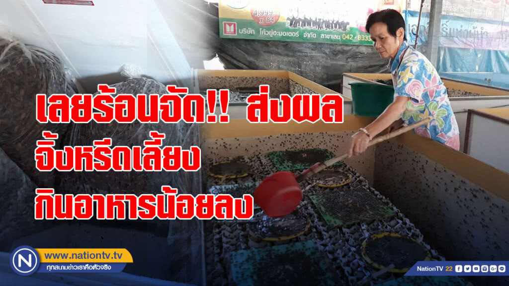 เลย อากาศร้อนจัดทุบสถิติคาบ 60 ปี แม่ไก่ลงเล่นน้ำส่วนจิ้งหรีดเลี้ยงกินอาหารน้อยลง