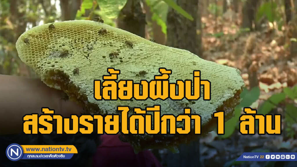 เลี้ยงผึ้งป่าสร้างรายได้ปีกว่า 1 ล้าน