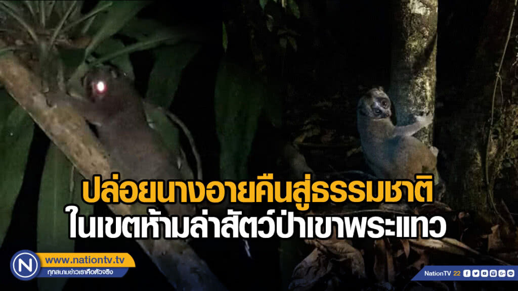 ปล่อยนางอายคืนสู่ธรรมชาติ ในเขตห้ามล่าสัตว์ป่าเขาพระแทว ปล่อยนางอายคืนสู่ธรรมชาติ ในเขตห้ามล่าสัตว์ป่าเขาพระแทว