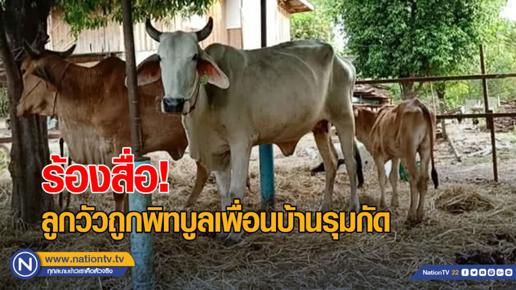 เจ้าของวัวร้องสื่อ! ลูกวัวถูกพิทบูลเพื่อนบ้านรุมกัด เจ้าของวัวร้องสื่อ! ลูกวัวถูกพิทบูลเพื่อนบ้านรุมกัด