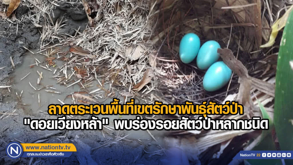 ลาดตระเวนพื้นที่เขตรักษาพันธุ์สัตว์ป่า "ดอยเวียงหล้า" พบร่องรอยสัตว์ป่าหลากชนิด