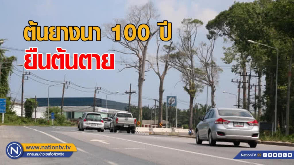 ต้นยางนา 100 ปียืนต้นตาย ไร้หน่วยงานดูแล