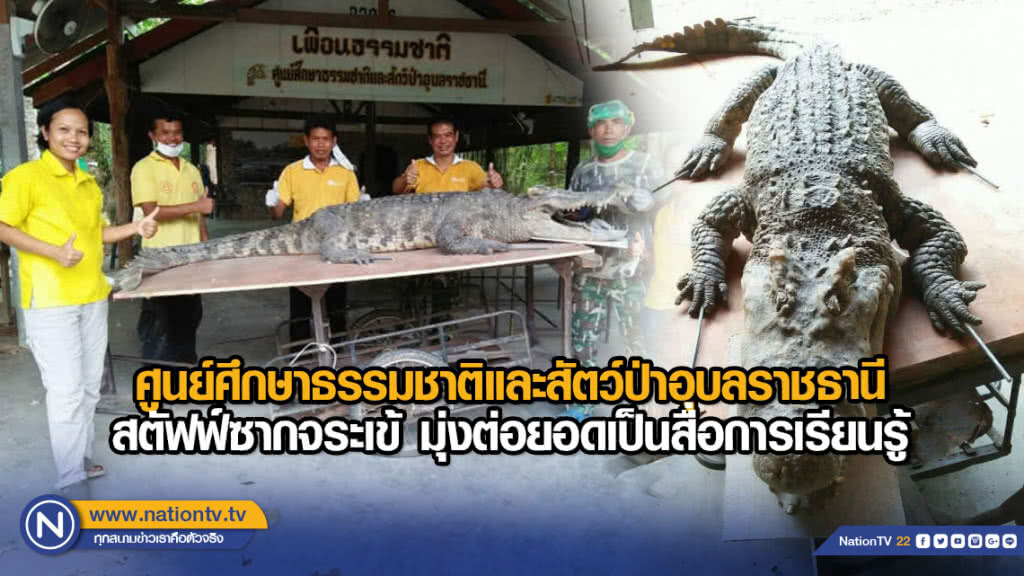 ศูนย์ศึกษาธรรมชาติและสัตว์ป่าอุบลราชธานี สตัฟฟ์ซากจระเข้ มุ่งต่อยอดเป็นสื่อการเรียนรู้