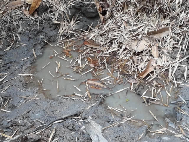 ลาดตระเวนพื้นที่เขตรักษาพันธุ์สัตว์ป่า "ดอยเวียงหล้า" พบร่องรอยสัตว์ป่าหลากชนิด