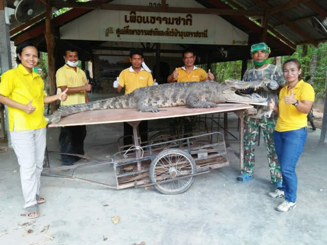 ศูนย์ศึกษาธรรมชาติและสัตว์ป่าอุบลราชธานี สตัฟฟ์ซากจระเข้ มุ่งต่อยอดเป็นสื่อการเรียนรู้