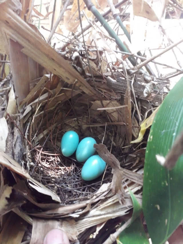 ลาดตระเวนพื้นที่เขตรักษาพันธุ์สัตว์ป่า "ดอยเวียงหล้า" พบร่องรอยสัตว์ป่าหลากชนิด