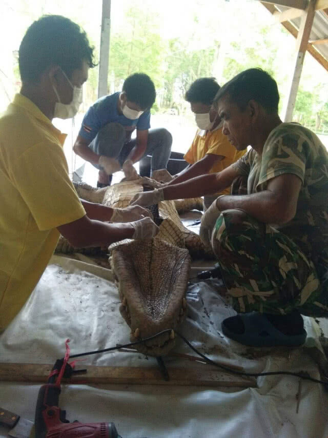 ศูนย์ศึกษาธรรมชาติและสัตว์ป่าอุบลราชธานี สตัฟฟ์ซากจระเข้ มุ่งต่อยอดเป็นสื่อการเรียนรู้