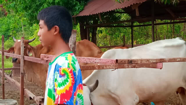 เจ้าของวัวร้องสื่อ! ลูกวัวถูกพิทบูลเพื่อนบ้านรุมกัด