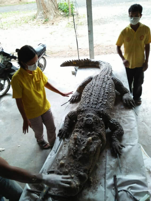 ศูนย์ศึกษาธรรมชาติและสัตว์ป่าอุบลราชธานี สตัฟฟ์ซากจระเข้ มุ่งต่อยอดเป็นสื่อการเรียนรู้