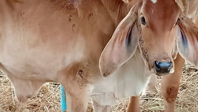 เจ้าของวัวร้องสื่อ! ลูกวัวถูกพิทบูลเพื่อนบ้านรุมกัด
