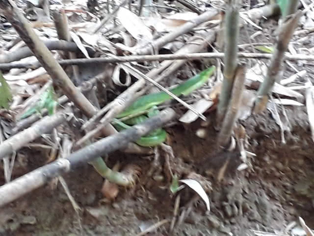 ลาดตระเวนพื้นที่เขตรักษาพันธุ์สัตว์ป่า "ดอยเวียงหล้า" พบร่องรอยสัตว์ป่าหลากชนิด